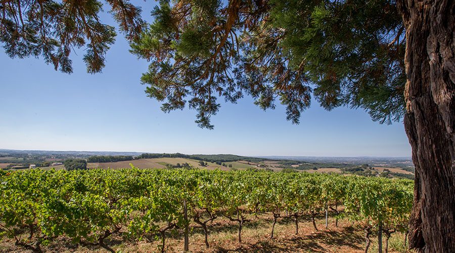 Labastide Vignoble