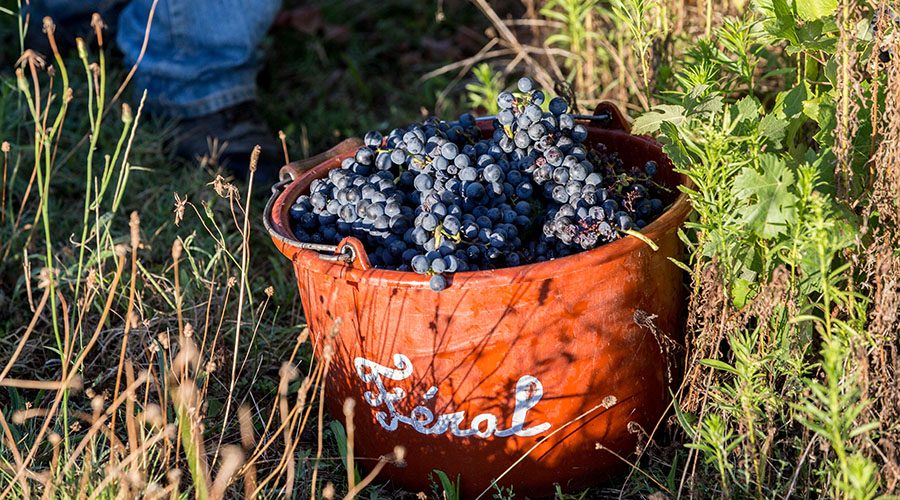 Labastide Vignoble