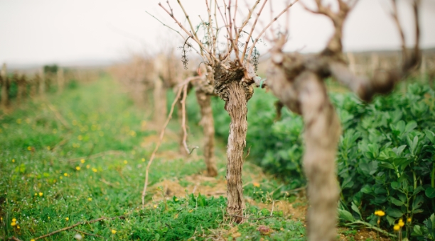 Labastide Vignoble