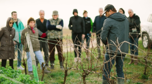 Labastide Vignoble