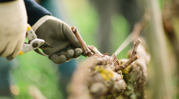 Labastide Vignoble