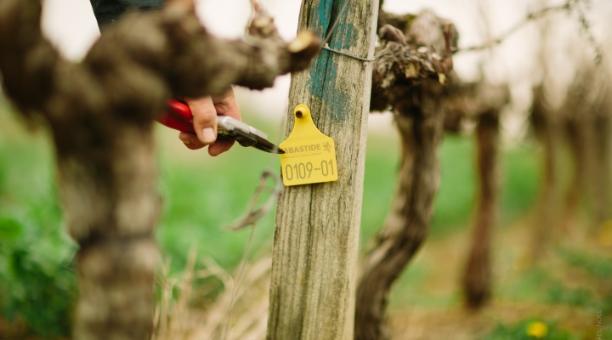 Labastide Vignoble